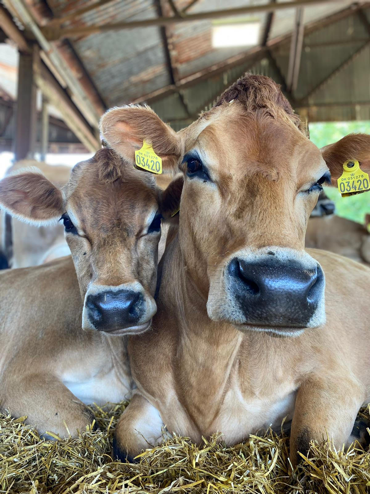 Farm Walk With The Cows!
