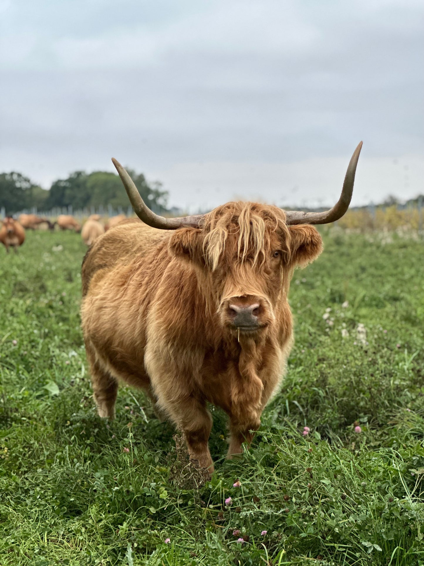 Retired Highland Cow Sponsorship
