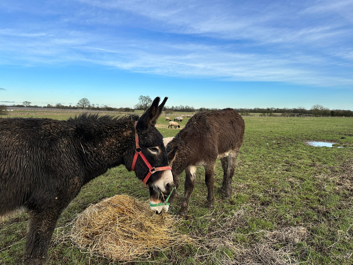 Friends Of Old Hall Farm Membership