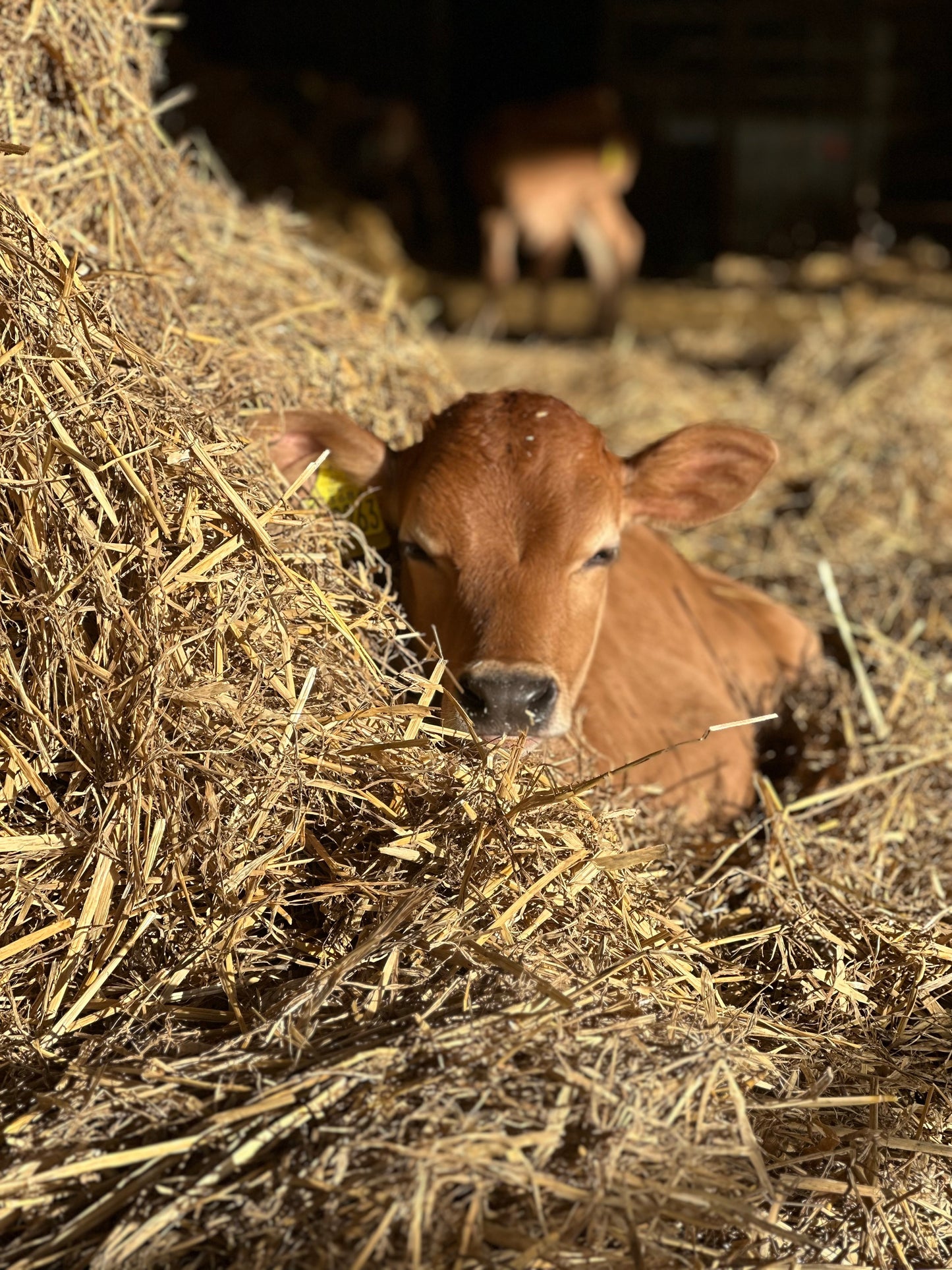 Friends Of Old Hall Farm Membership