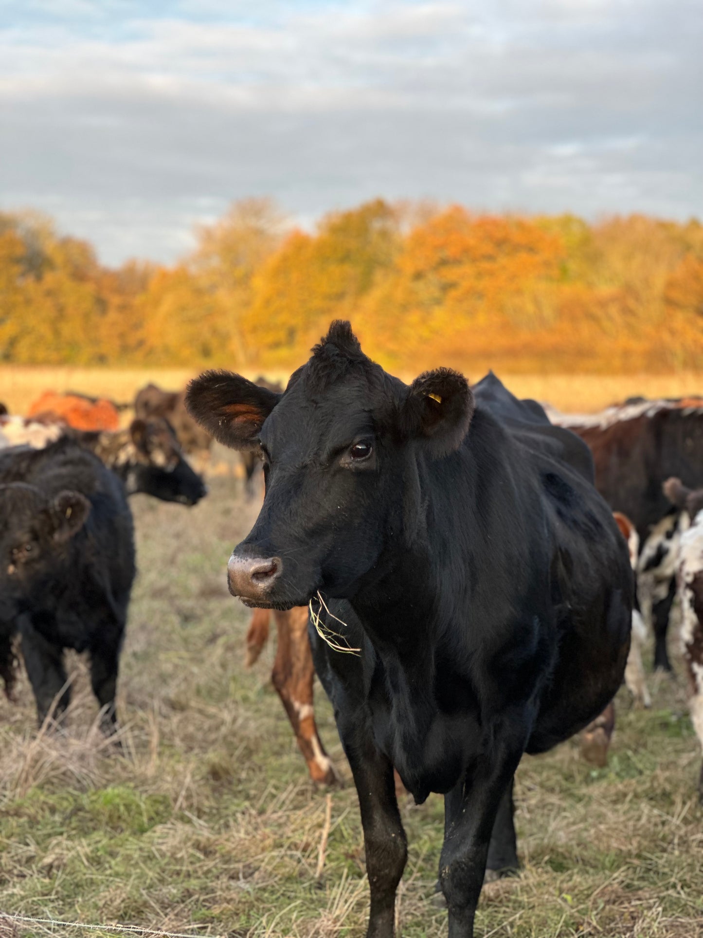 Friends Of Old Hall Farm Membership