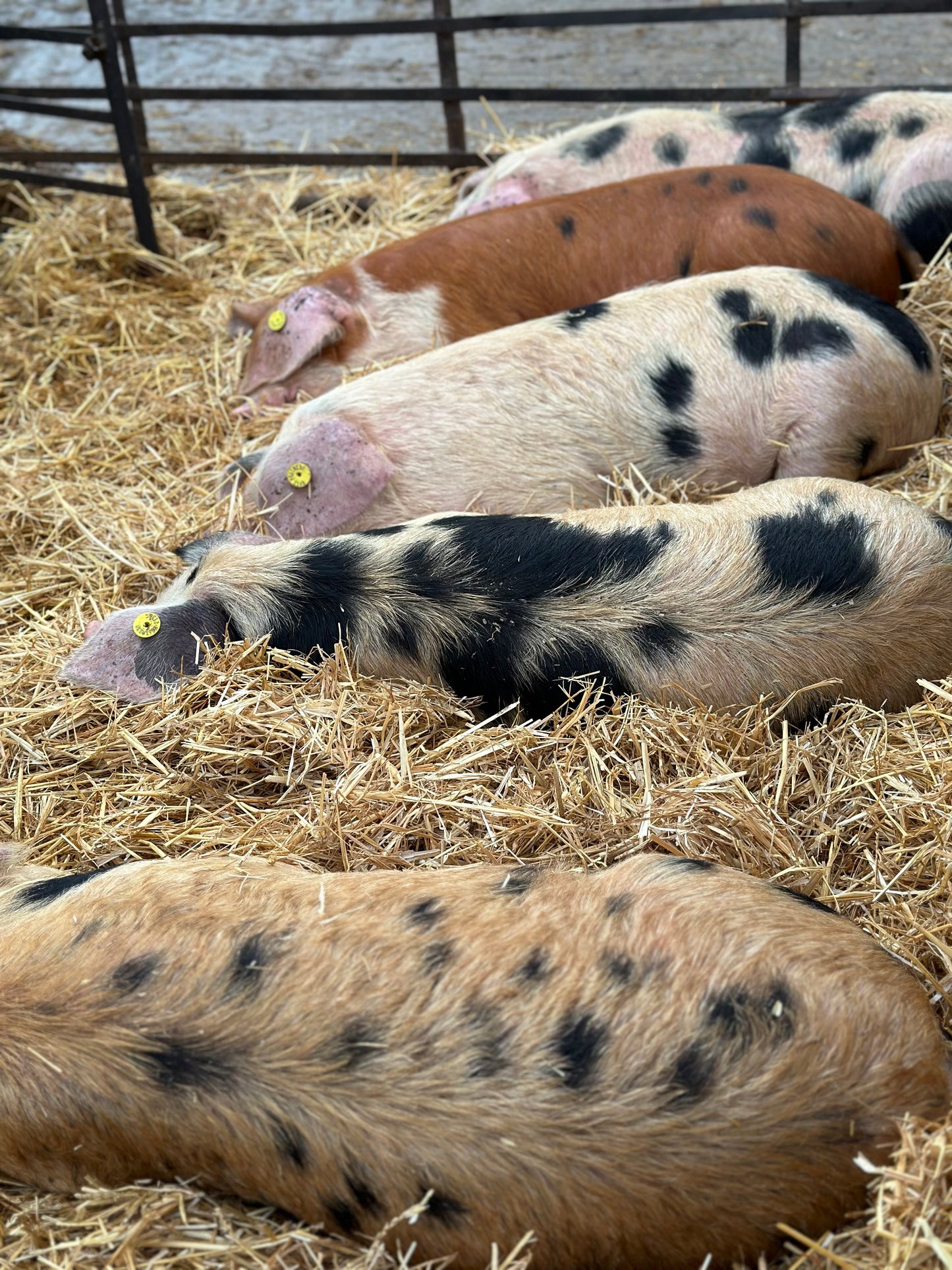Friends Of Old Hall Farm Membership