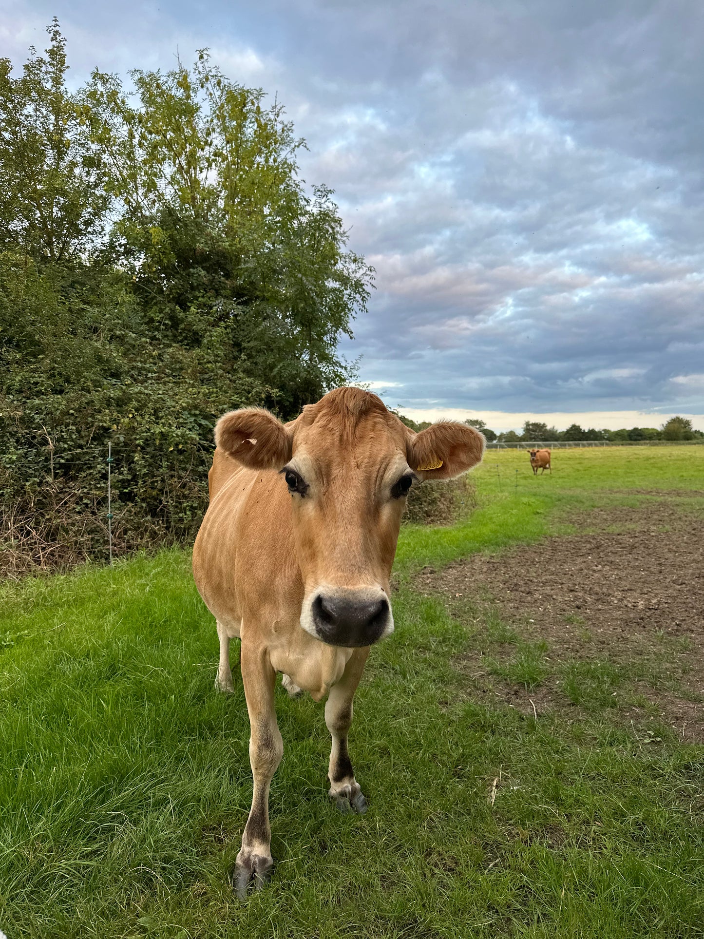 Retired Dairy Cow Sponsorship