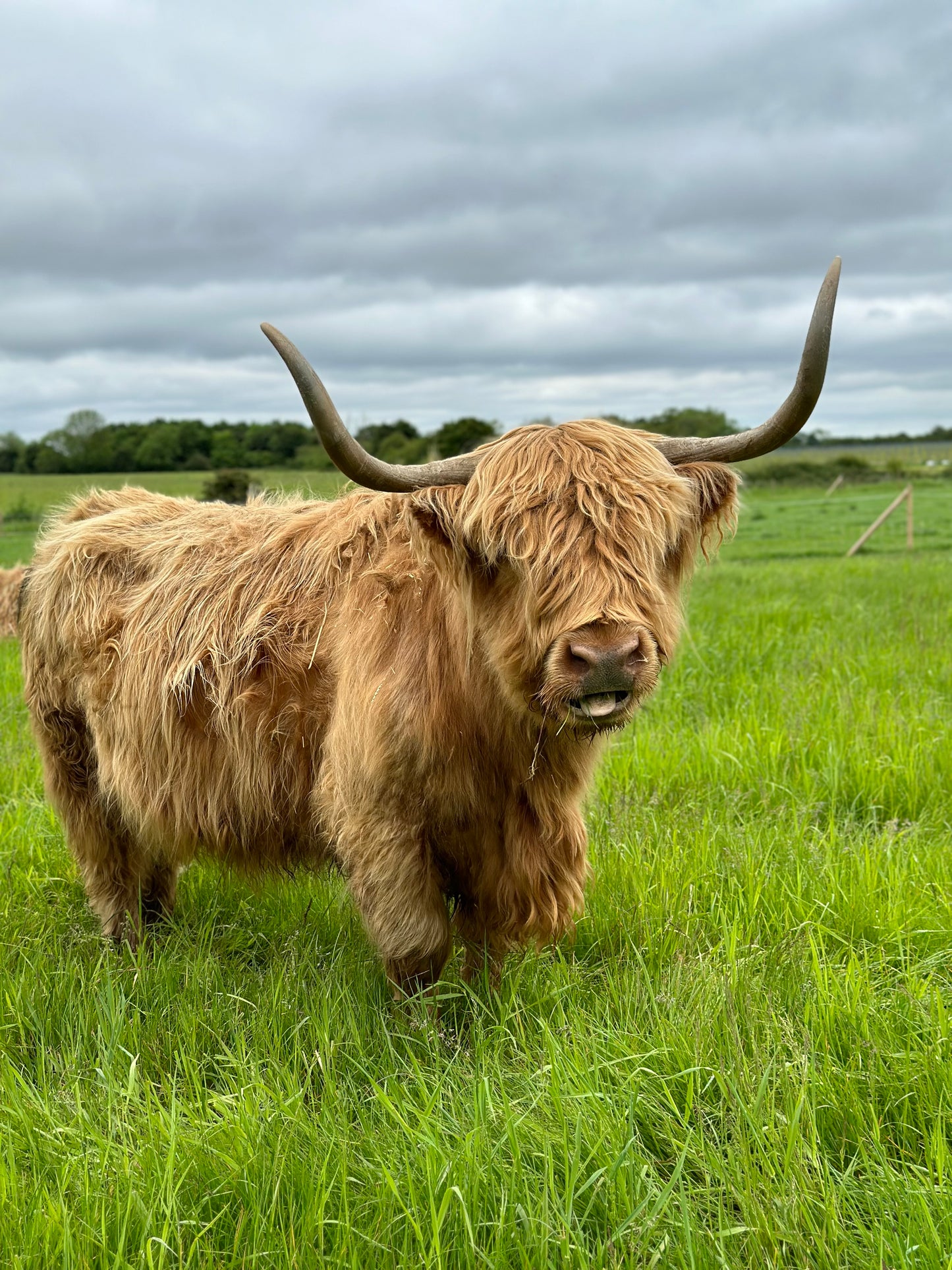 NEW! 30 Minute Cow Cuddling Experience