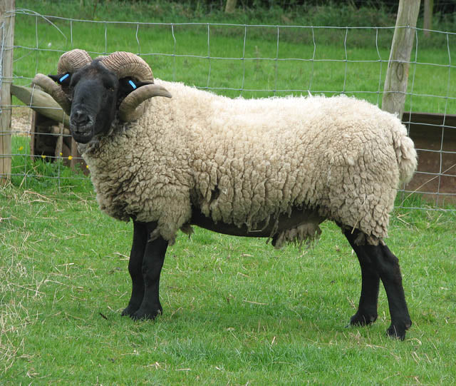 Norfolk Horn Mutton Box (Limited edition)