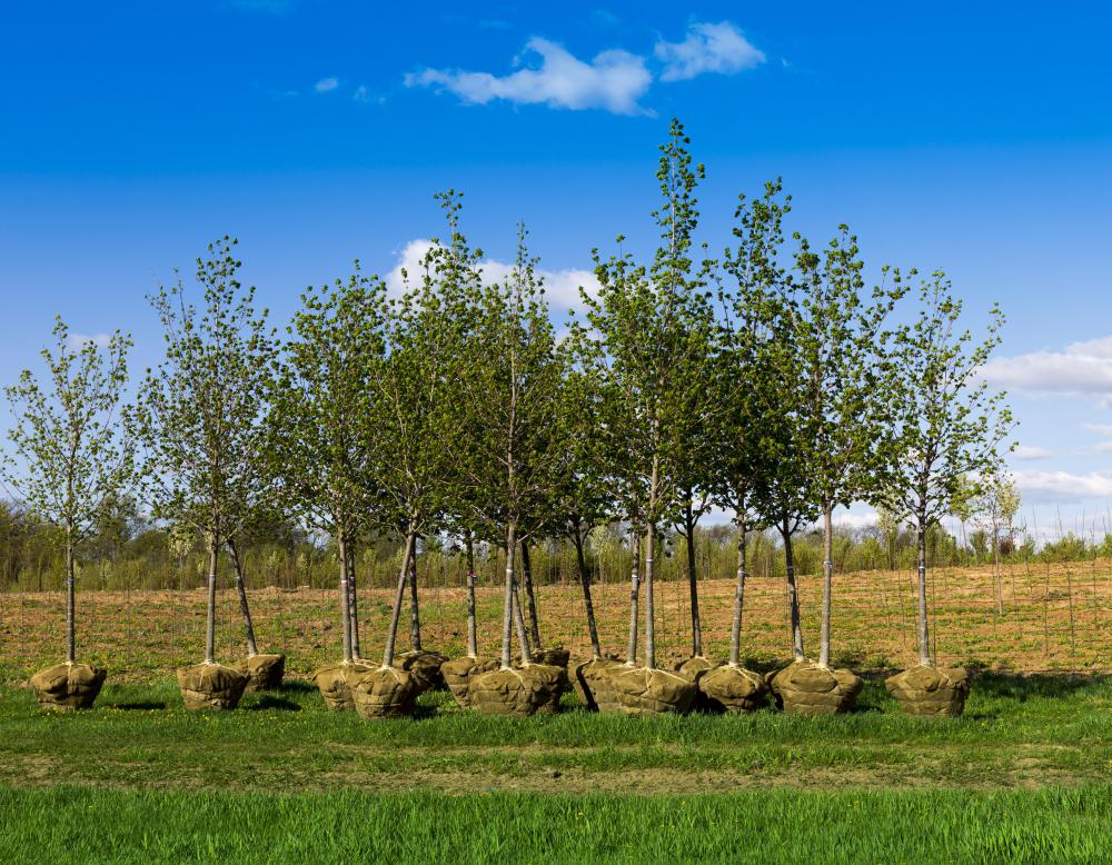 Sponsor a Native Broadleaf Tree
