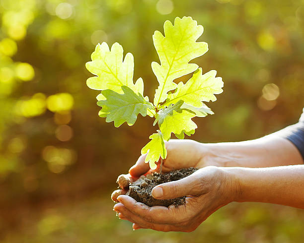 Sponsor a Native Broadleaf Tree