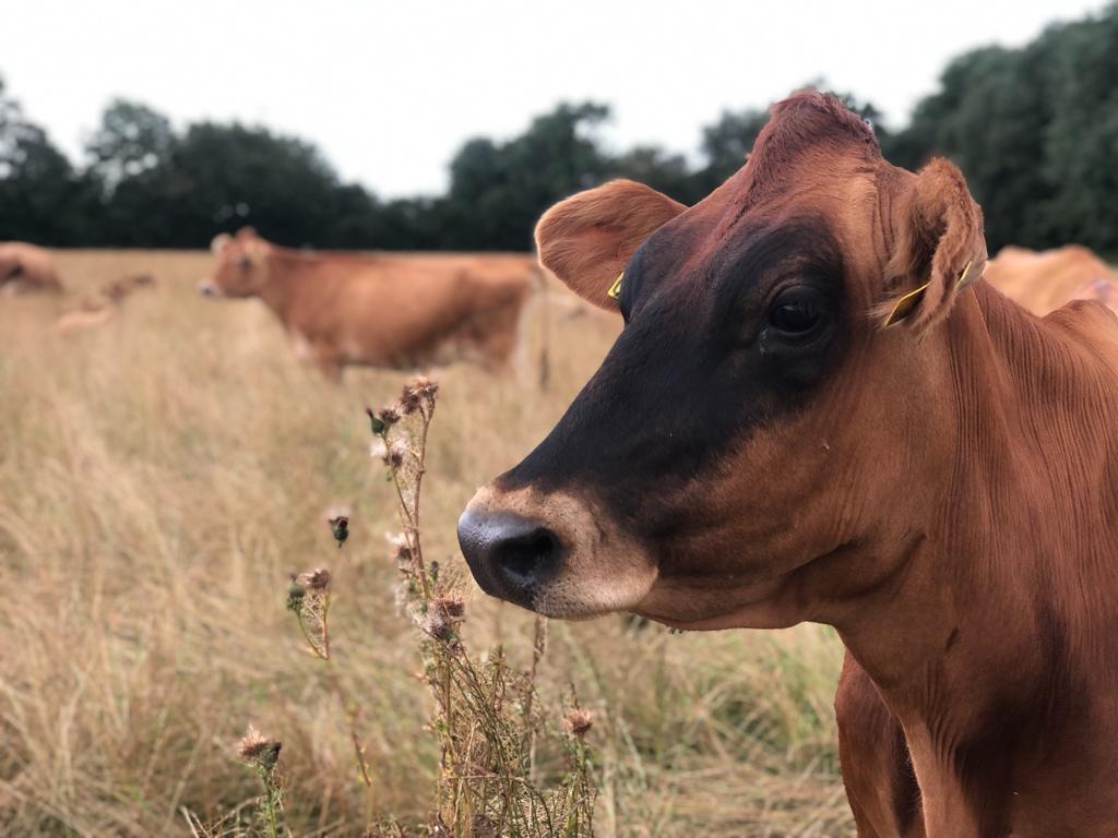 Retired Dairy Cow Sponsorship