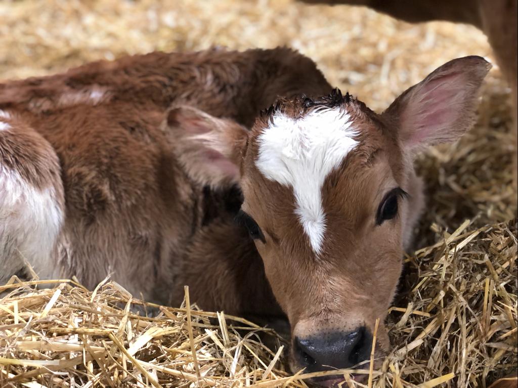 Cow Cuddling Experience Voucher