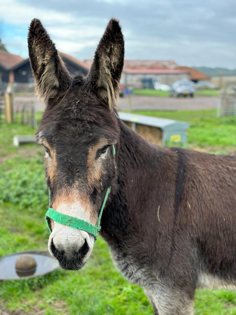 Donkey Adoption - 1 Year - Gold Package