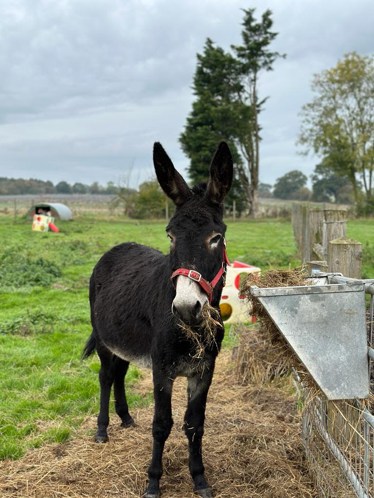 Donkey Adoption - 1 Year - Silver Package