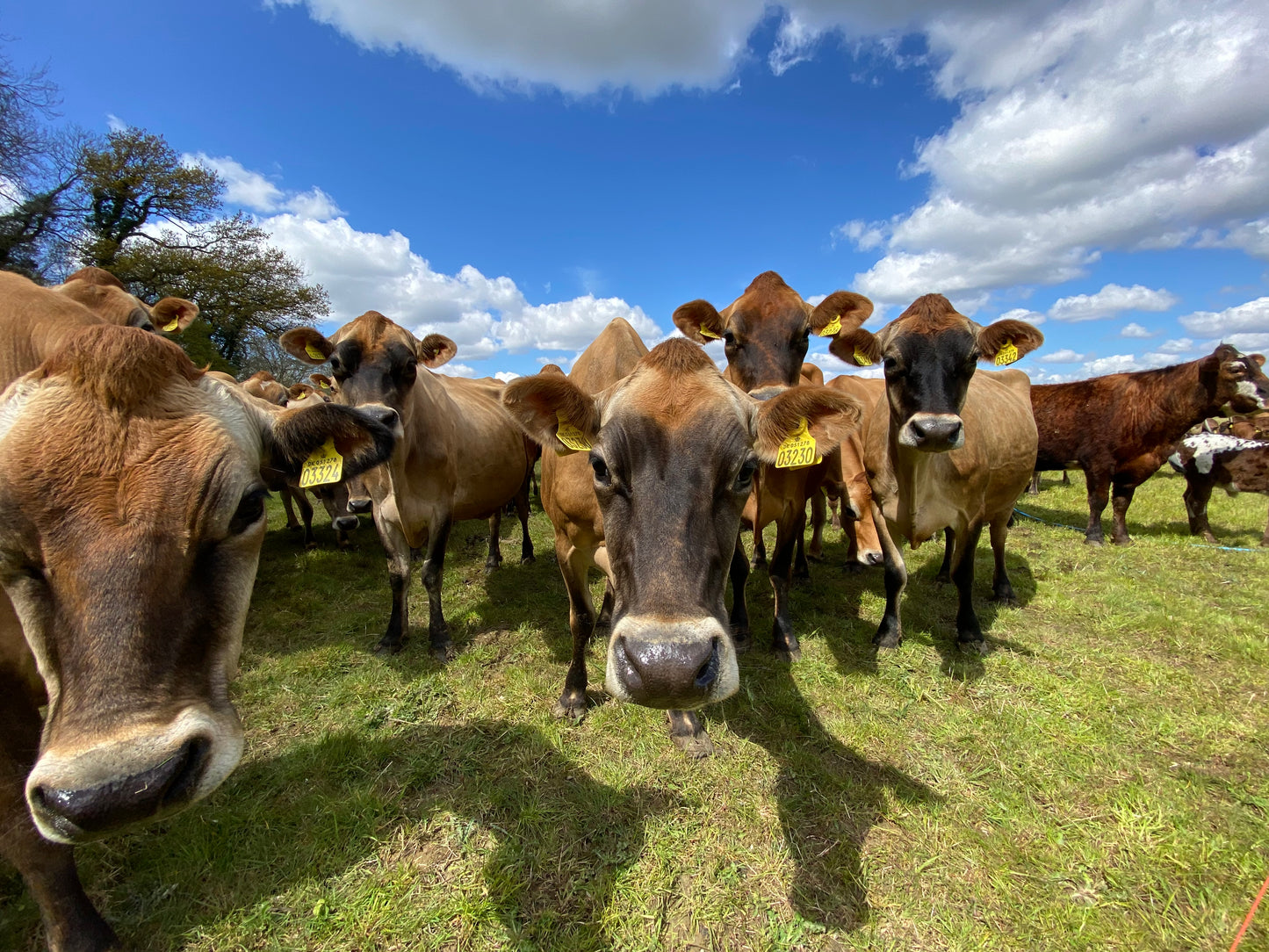 Friends Of Old Hall Farm Membership