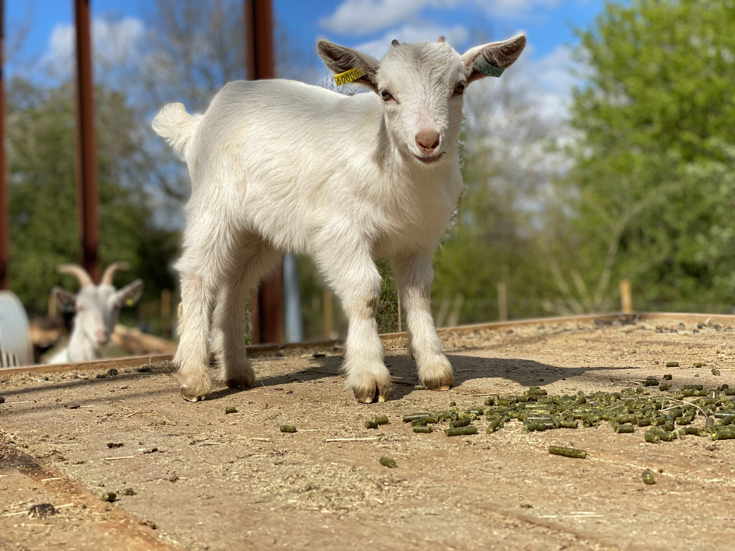 Sponsor a Goat - Platinum