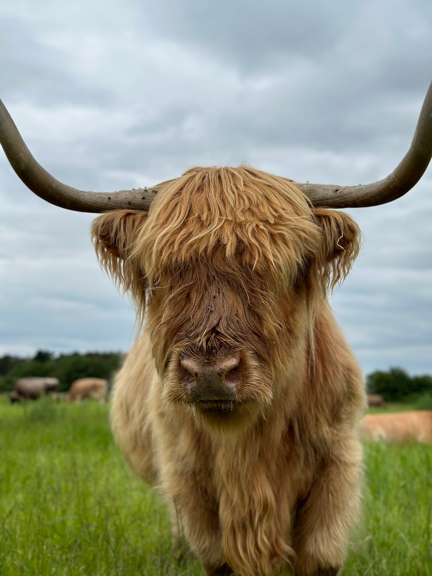 Highland Cow Cuddling Experience