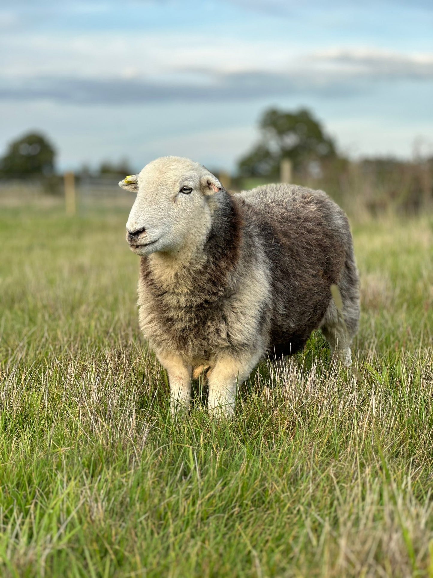 Herdwick Mutton Box (Limited Edition)
