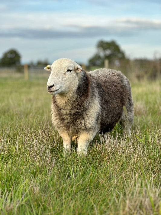 Herdwick Mutton Box (Limited Edition)