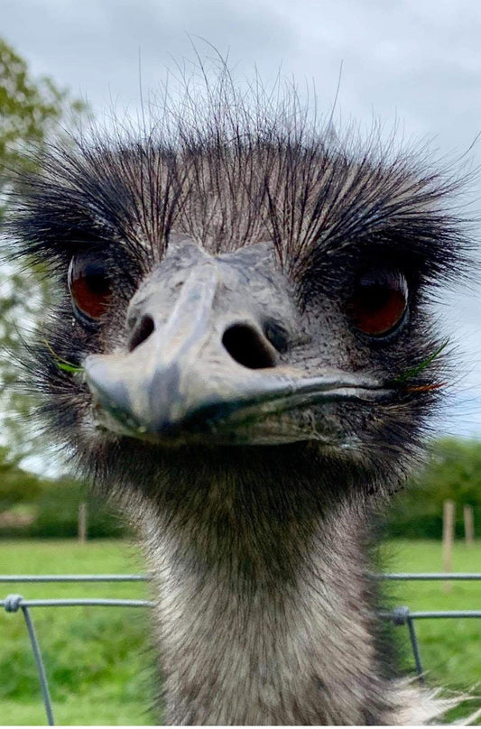 Sponsor Bruce The Emu