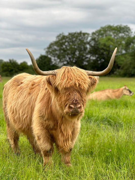 Highland Cow Cuddling Experience