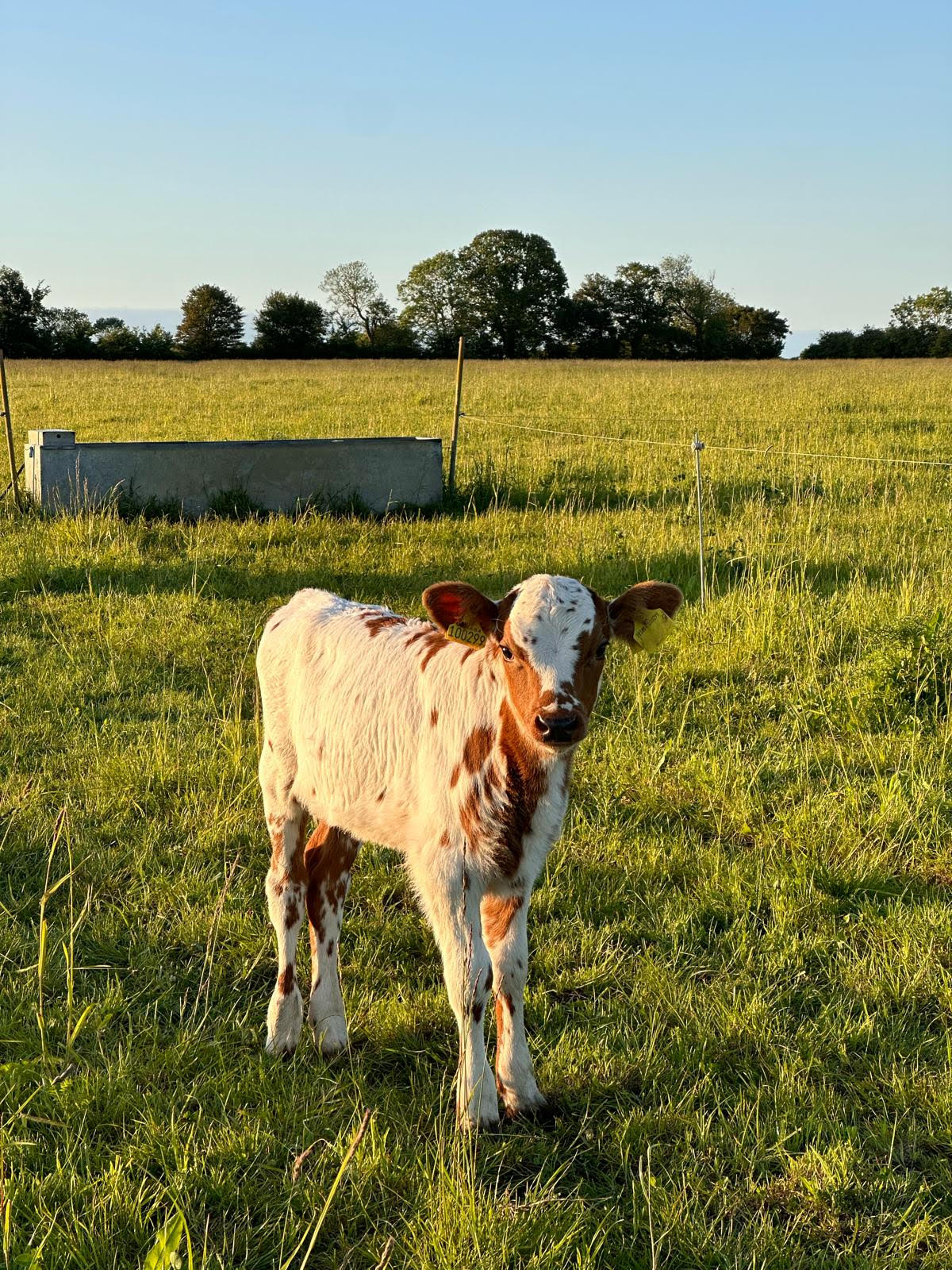 Dairy Calf Sponsorship