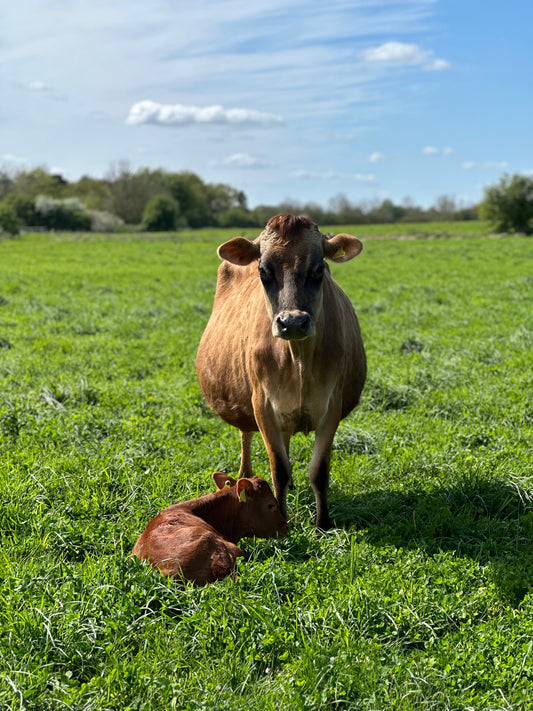 12L Full Fat PASTEURISED Jersey Milk including postage and packing