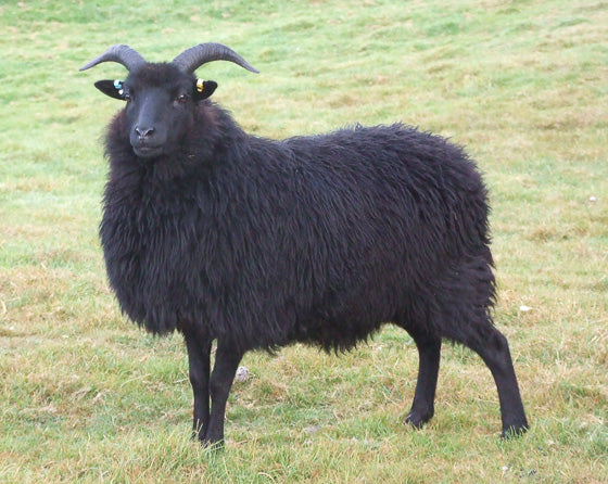 Hebridean Sheep mutton box