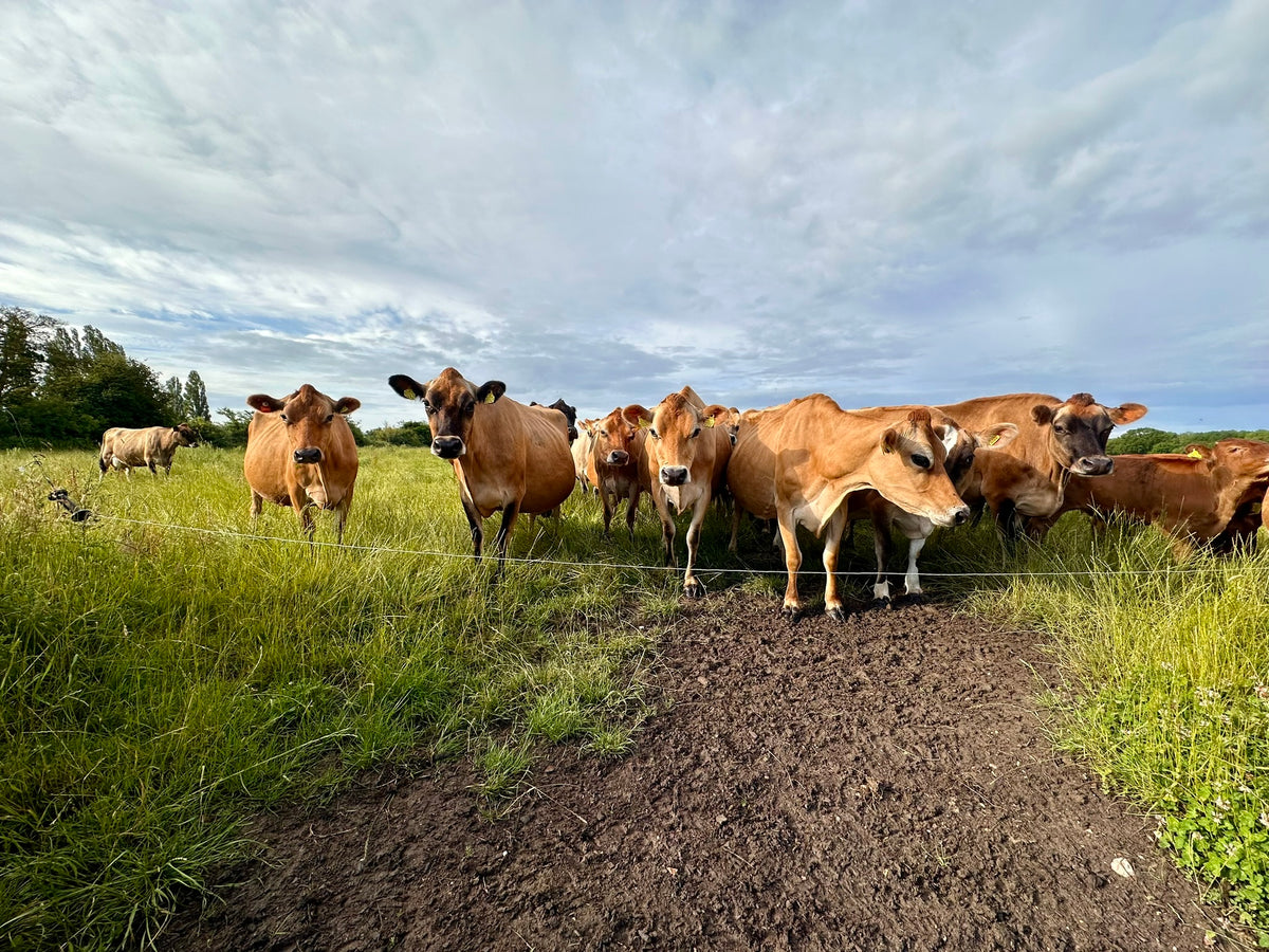 NEW! 30 Minute Cow Cuddling Experience - click link in description for ...