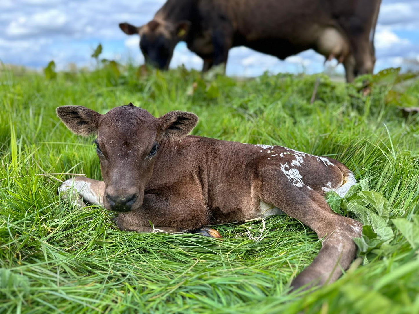 Dairy Calf Sponsorship