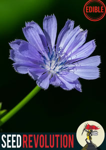 Seed Revolution