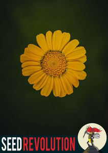 Seed Revolution