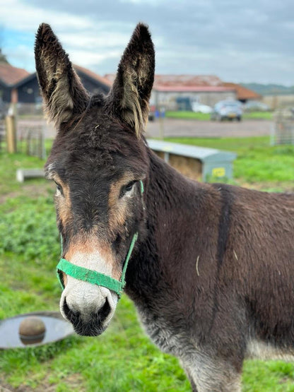 Donkey Adoption - 1 Year - Silver Package