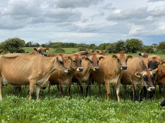 Farm Walk With The Cows!