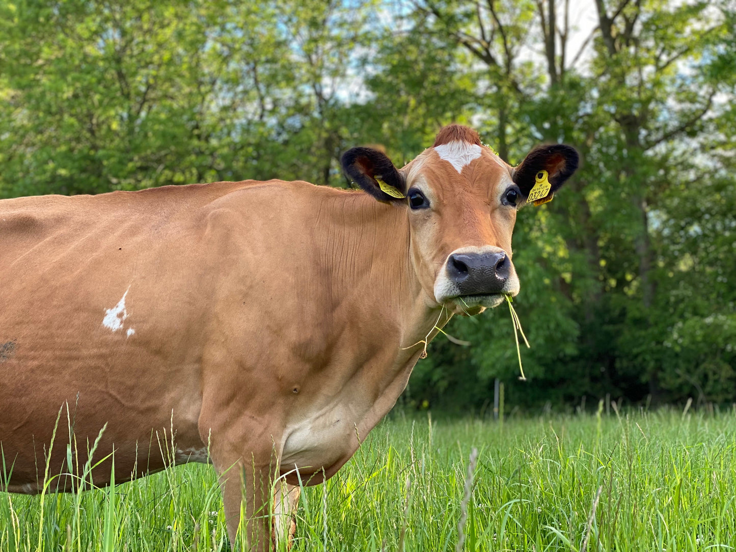 Pasteurised Jersey Milk - 2l