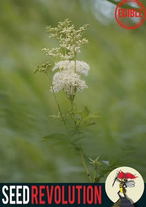 Seed Revolution